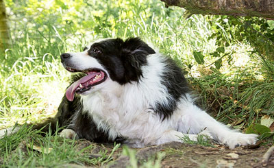 pets photographer