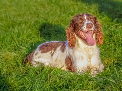 pets photographer